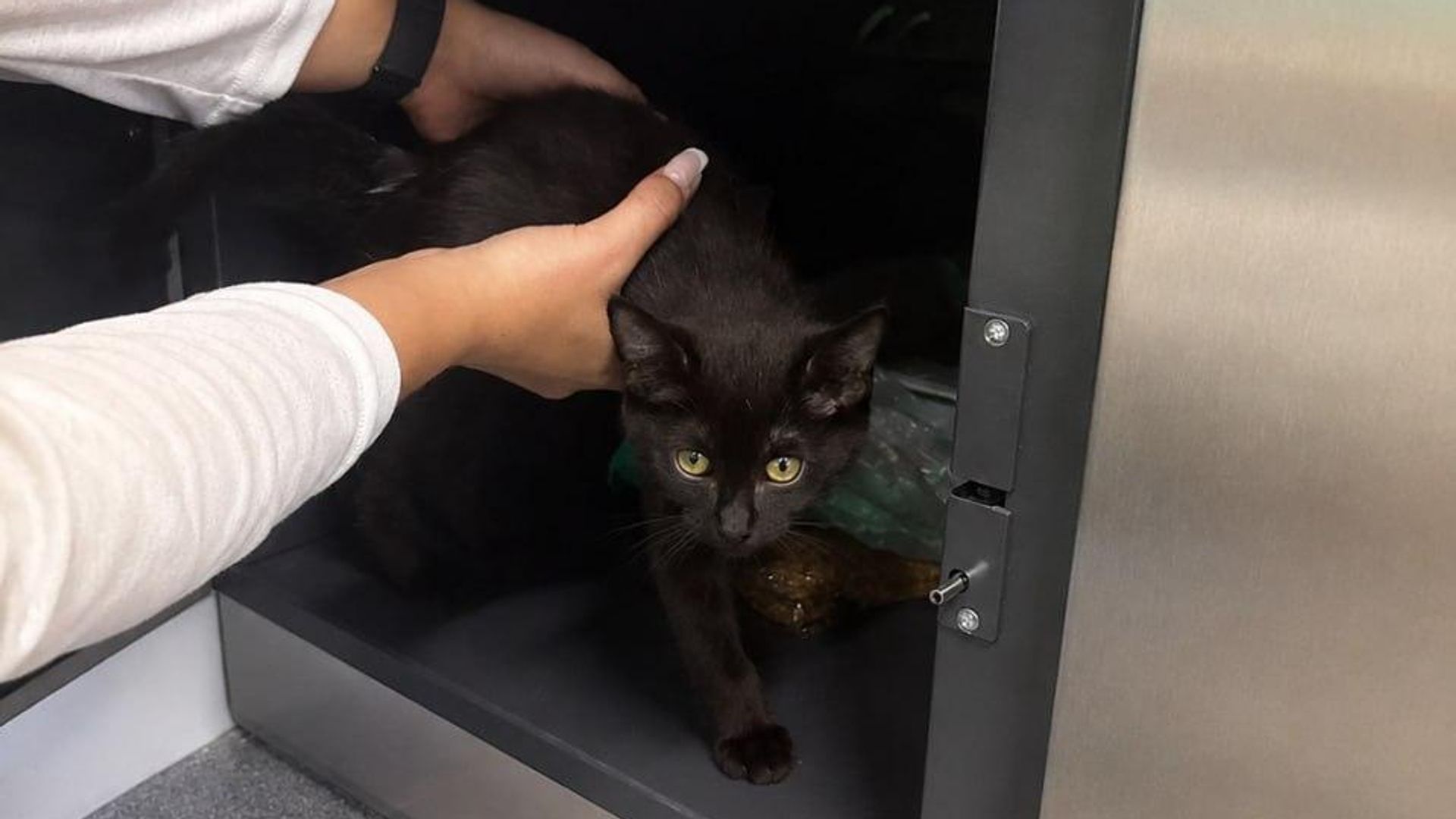 Котенок, найденный в камере хранения на Ленинградском вокзале - РИА Новости, 1920, 25.08.2026