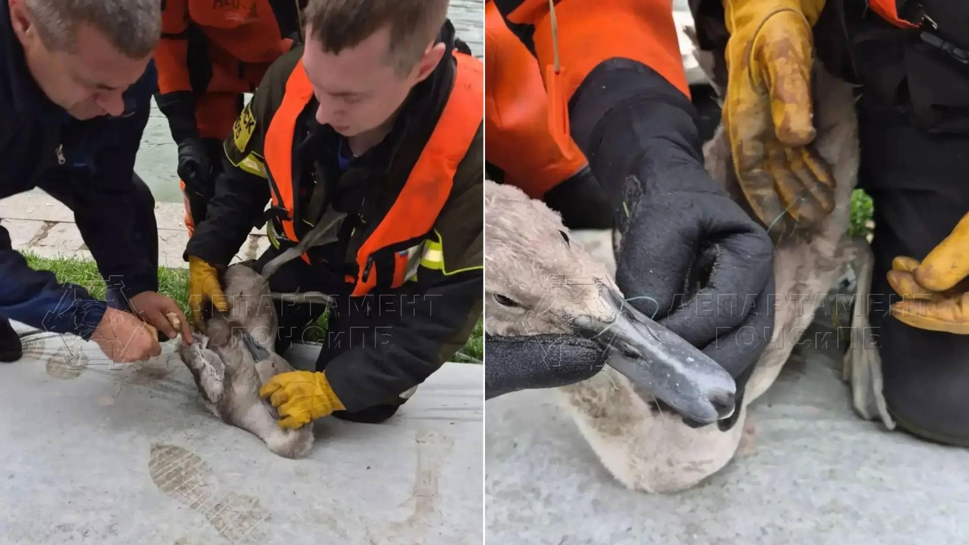 Спасение лебеденка, застрявшего в лесках на Патриарших прудах Спасение лебеденка, застрявшего в лесках на Патриарших прудах - РИА Новости, 1920, 31.08.2026