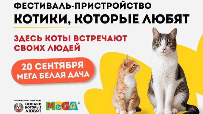 Афиша Фестиваль-пристройство Котики, которые любят