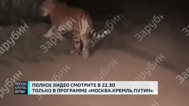 Тигр, который прошелся перед кортежем Путина - РИА Новости, 1920, 06.09.2026