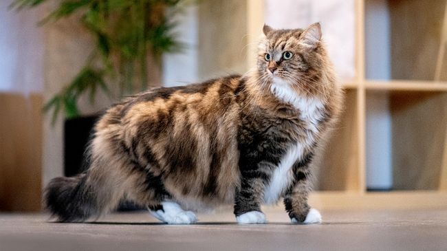 Сибирская кошка Сибирская кошка