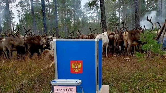 Голосование оленеводов в тайге Приамурья