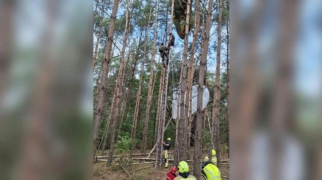 Парашютисты НАТО, застрявшие на деревьях во время учений в Бельгии