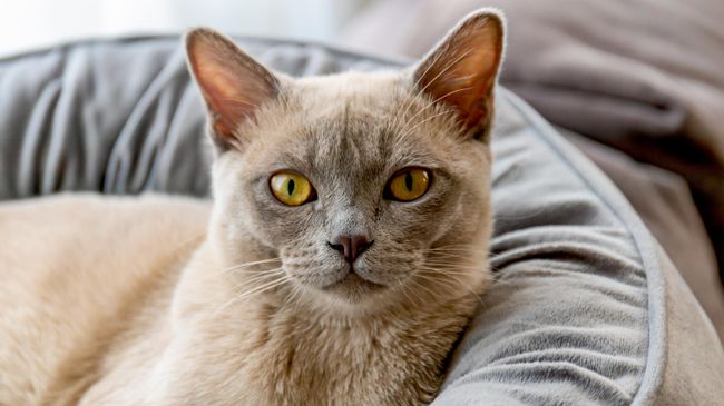 Кошка породы бурма Кошка породы бурма