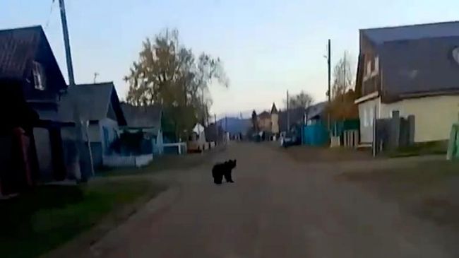 Медведь в селе Гремячинск в Прибайкальском районе Бурятии