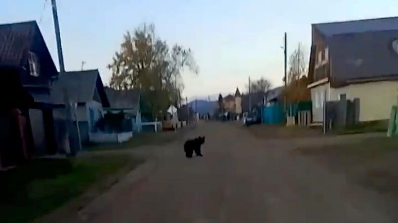 Медведь в селе Гремячинск в Прибайкальском районе Бурятии Медведь в селе Гремячинск в Прибайкальском районе Бурятии - РИА Новости, 1920, 02.10.2026