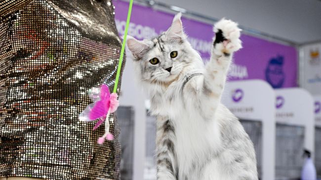 Кошка породы мейн-кун на международной выставке кошек Мистер кот в Москве Кошка породы мейн-кун на международной выставке кошек Мистер кот в Москве