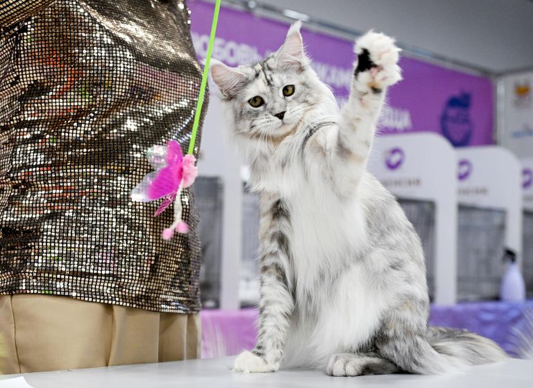 Кошка породы мейн-кун на международной выставке кошек Мистер кот в Москве Кошка породы мейн-кун на международной выставке кошек Мистер кот в Москве