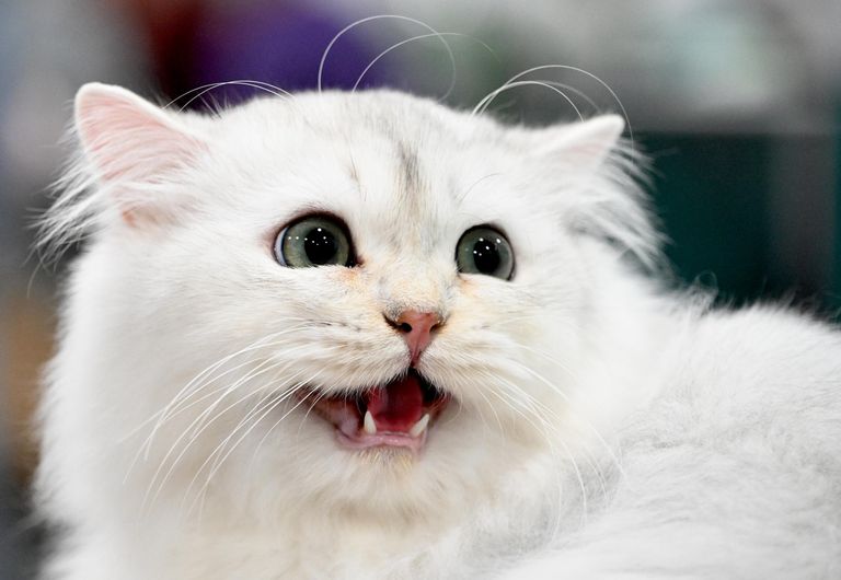 Кошка породы британская длинношерстная на международной выставке кошек Мистер кот в Москве Кошка породы британская длинношерстная на международной выставке кошек Мистер кот в Москве