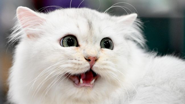 Кошка породы британская длинношерстная на международной выставке кошек Мистер кот в Москве Кошка породы британская длинношерстная на международной выставке кошек Мистер кот в Москве