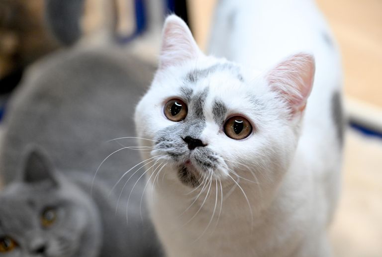 Кошка британской породы на международной выставке кошек Мистер кот в Москве Кошка британской породы на международной выставке кошек Мистер кот в Москве