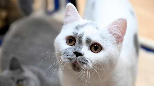 Кошка британской породы на международной выставке кошек Мистер кот в Москве Кошка британской породы на международной выставке кошек Мистер кот в Москве