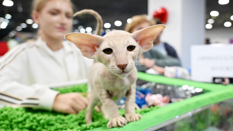 Кошка породы петерболд на международной выставке кошек Мистер кот в Москве Кошка породы петерболд на международной выставке кошек Мистер кот в Москве