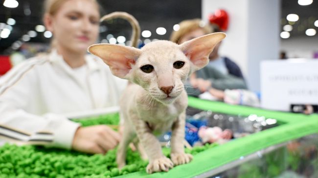 Кошка породы петерболд на международной выставке кошек Мистер кот в Москве Кошка породы петерболд на международной выставке кошек Мистер кот в Москве