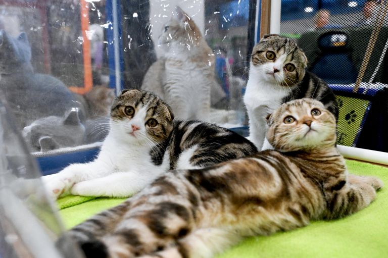 Кошки породы скоттиш-фолд (шотландская вислоухая) на международной выставке кошек Мистер кот в Москве Кошки породы скоттиш-фолд (шотландская вислоухая) на международной выставке кошек Мистер кот в Москве
