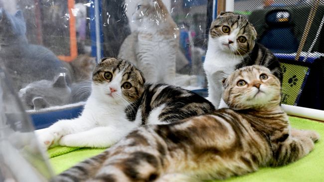 Кошки породы скоттиш-фолд (шотландская вислоухая) на международной выставке кошек Мистер кот в Москве Кошки породы скоттиш-фолд (шотландская вислоухая) на международной выставке кошек Мистер кот в Москве