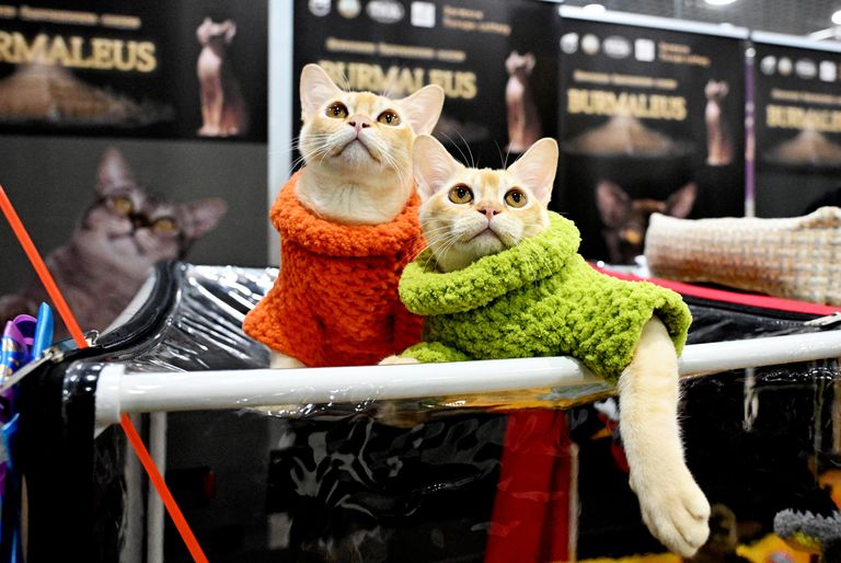 Кошки породы бурма на международной выставке кошек Мистер кот в Москве Кошки породы бурма на международной выставке кошек Мистер кот в Москве