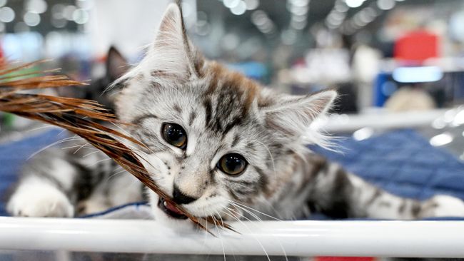 Котенок породы курильский бобтейл на международной выставке кошек Мистер кот в Москве Котенок породы курильский бобтейл на международной выставке кошек Мистер кот в Москве