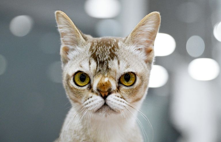 Кошка азиатской породы на международной выставке кошек Мистер кот в Москве Кошка азиатской породы на международной выставке кошек Мистер кот в Москве