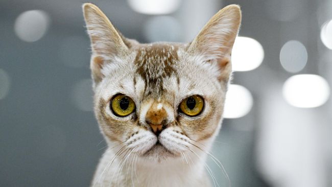 Кошка азиатской породы на международной выставке кошек Мистер кот в Москве Кошка азиатской породы на международной выставке кошек Мистер кот в Москве