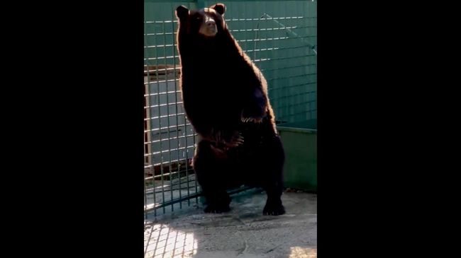 Переезд медведя Балу в Иваново