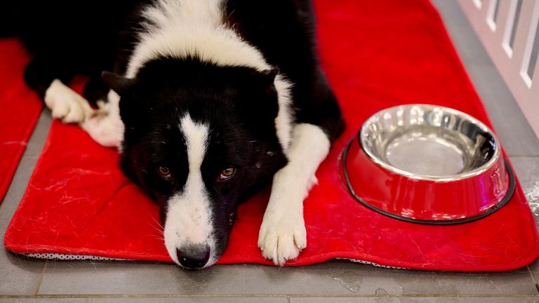 Выставка-пристройство животных из приюта Выставка-пристройство животных из приюта