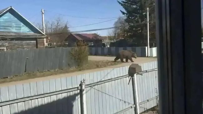 Фото, сгенерированное жительницей Амурской области