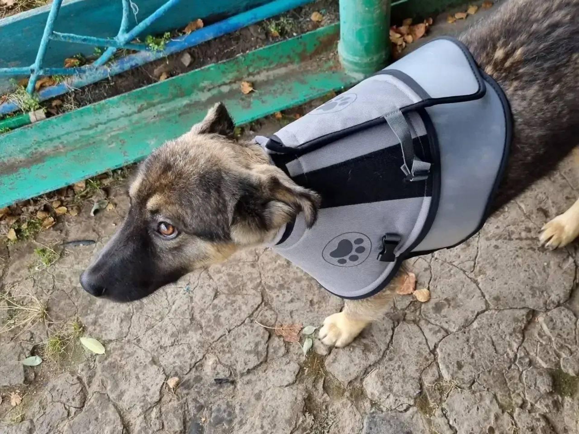 В Приангарье число погибших от нападений медведей достигло семи