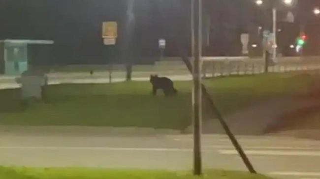 Медведь на улице в Великом Новгороде