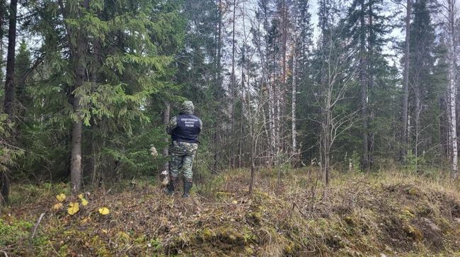 Сотрудник СК на месте нападения медведя возле поселка Пинега Архангельской области