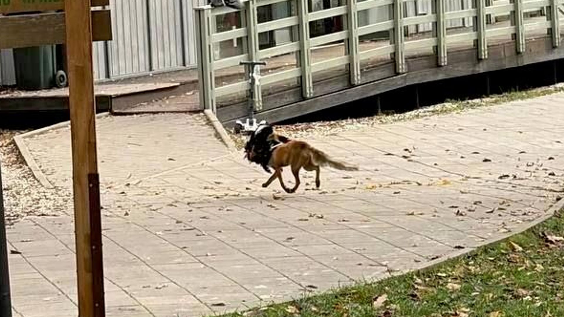 Лис из Ботанического сада попытался утащить петуха Мазая с Городской фермы на ВДНХ Лис из Ботанического сада попытался утащить петуха Мазая с Городской фермы на ВДНХ - РИА Новости, 1920, 20.10.2026