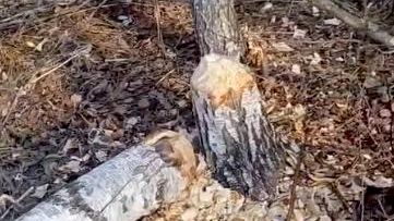 Дерево, сточенное бобрами, упало на линию электропередачи в башкирском Белорецке Дерево, сточенное бобрами, упало на линию электропередачи в башкирском Белорецке - РИА Новости, 1920, 25.10.2026