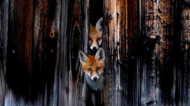 Работа фотографа Marc Siegle из Чехии Little housemates, участвовавшая в категории Mammals в конкурсе European Wildlife Photographer of the Year 2026