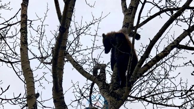 Трех медвежат в Коряках усыпили и доставили в приют