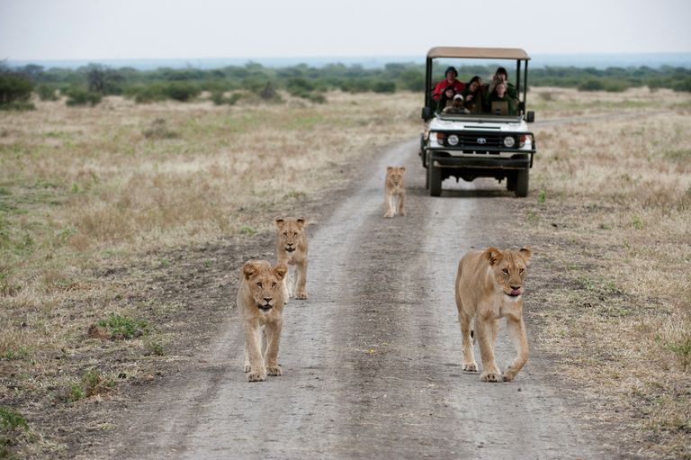 Львы на дороге в заповеднике Madikwe Game Reserve, ЮАР Львы на дороге в заповеднике Madikwe Game Reserve, ЮАР