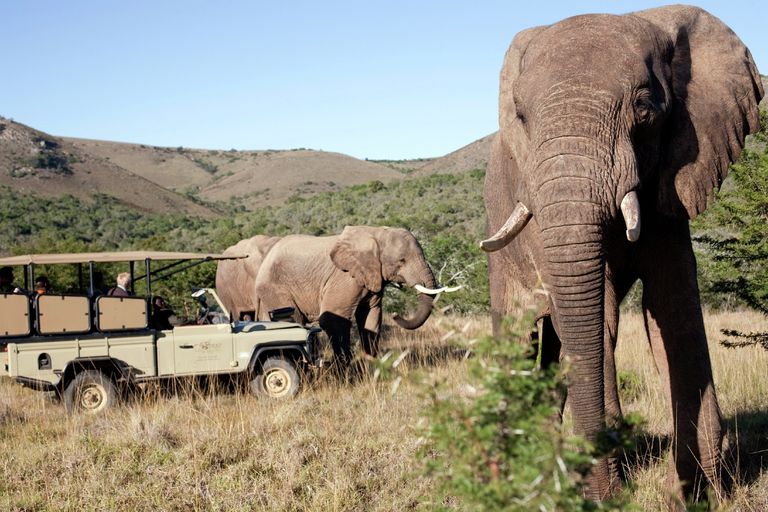 Слоны в парке Addo Elephant Park Слоны в парке Addo Elephant Park