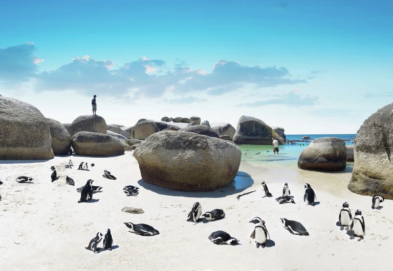 Пингвины на пляже Boulders Beach, Кейптаун, ЮАР Пингвины на пляже Boulders Beach, Кейптаун, ЮАР