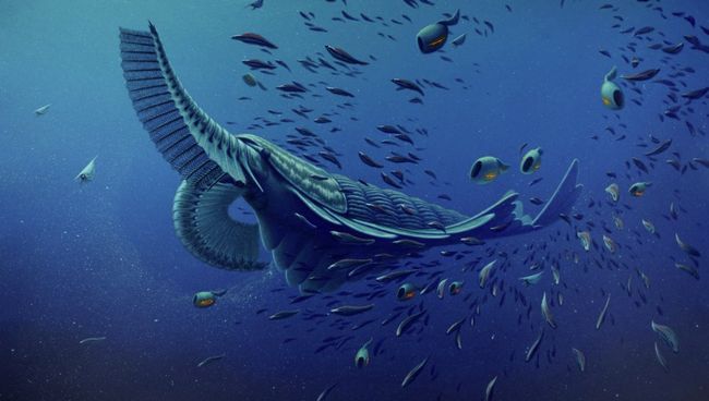 Так художник представил себе китовую акулу Кембрия Tamisiocaris borealis Так художник представил себе китовую акулу Кембрия Tamisiocaris borealis