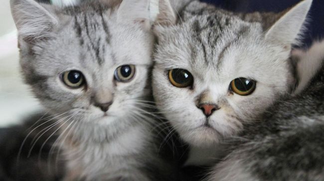 Британские шиншилловые котята Британские шиншилловые котята