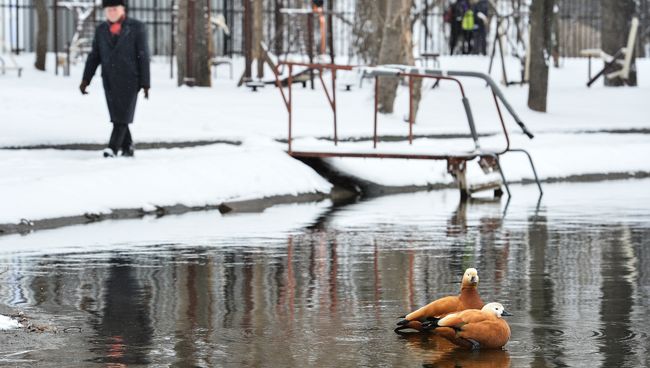 Утки на пруду в Москве. Архивное фото Утки на пруду в Москве. Архивное фото