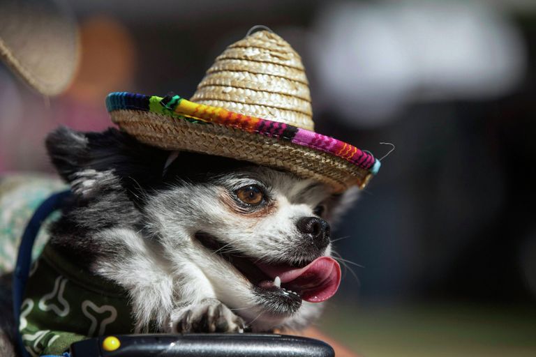 Чихуахуа по имени Бенито на Cinco de Mayo Festival