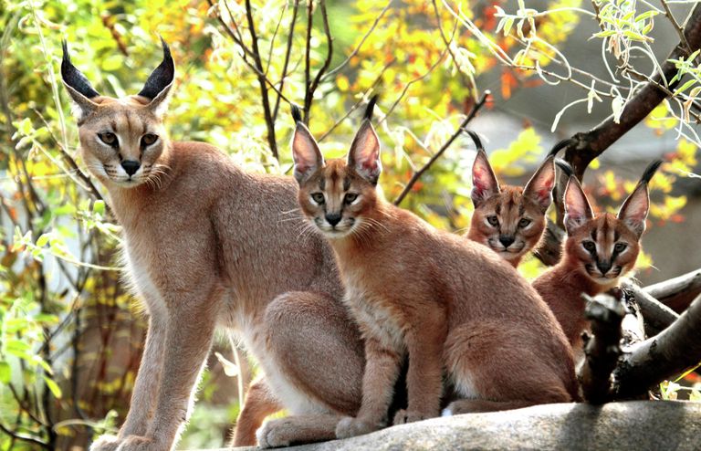 Самые дорогие кошки Самые дорогие кошки