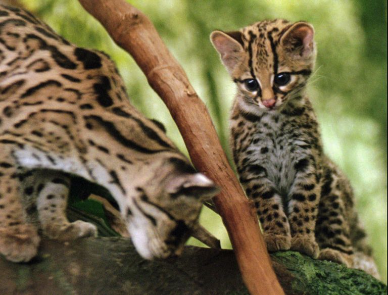 Кошки породы маргай Кошки породы маргай