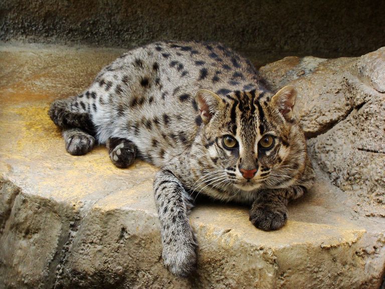 Самые дорогие кошки Самые дорогие кошки