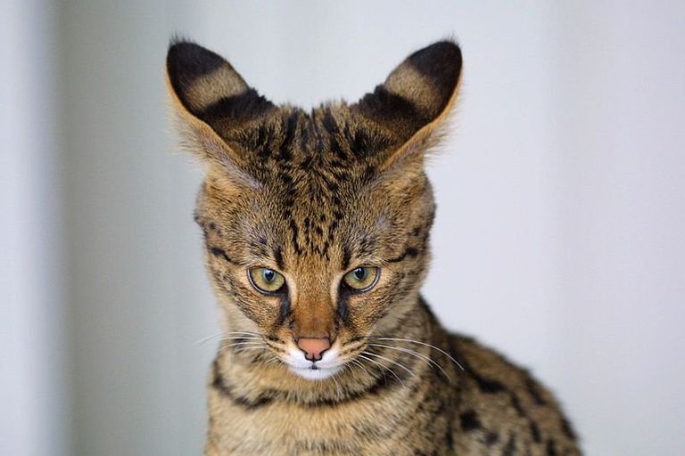 Самые дорогие кошки Самые дорогие кошки