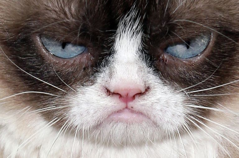 Сердитый кот (Grumpy Cat) Сердитый кот (Grumpy Cat)