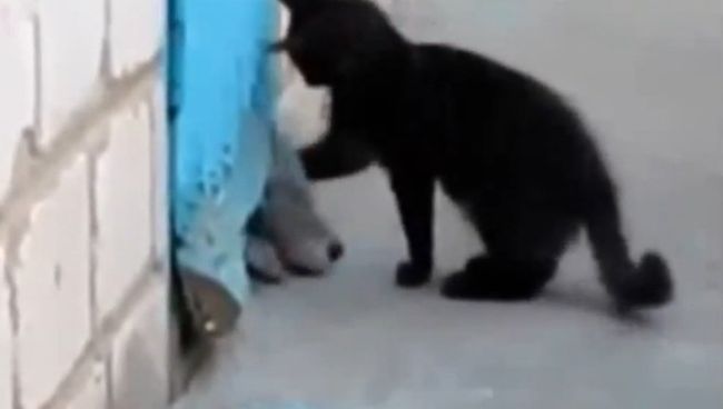 Котенок спасает друга