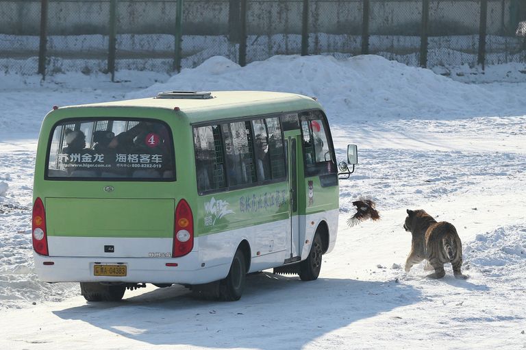 Амурский тигр в парке в городе Харбине, Китай Амурский тигр в парке в городе Харбине, Китай