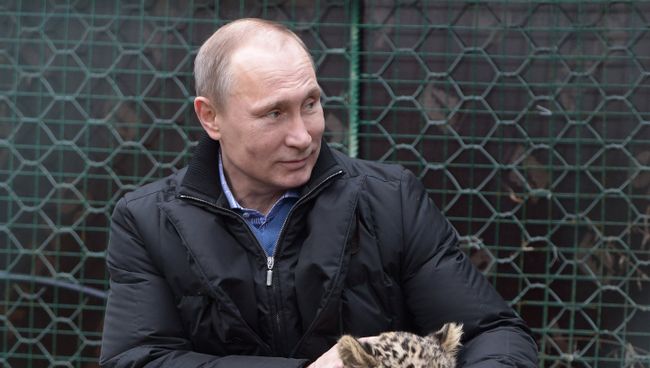 Владимир Путин во время посещения Центра разведения и реабилитации переднеазиатского леопарда. 2014 год Владимир Путин во время посещения Центра разведения и реабилитации переднеазиатского леопарда. 2014 год