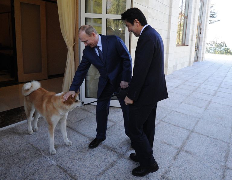Владимир Путин и Синдзо Абэ во время встречи в резиденции Бочаров ручей. Собака по кличке Юмэ - породы акито-ину Владимир Путин и Синдзо Абэ во время встречи в резиденции Бочаров ручей. Собака по кличке Юмэ - породы акито-ину